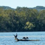 DSC00550_Birds on Log (Ltr-v66)_mr-2_4x5 copy
